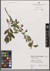 Foto von Salix triandra subsp. triandra L.
